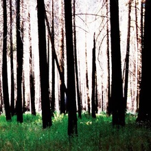 Inside The Trees