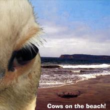 Cows On The Beach!