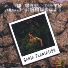 Ganja Plantation