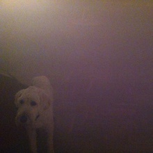 Dog In The Fog (EP)