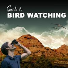 Guide To Birdwatching - Everything You Need To Know About Birds And Birdwatching