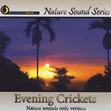 Evening Crickets (Nature Sounds Only version)