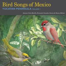 Bird Songs of Mexico: Yucatan Peninsula Volume 1