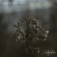 Wilt & Blossom