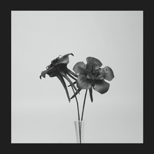 Dark Lotus (VLS)