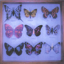 Man Made Butterflies