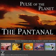 Sounds Of The Pantanal