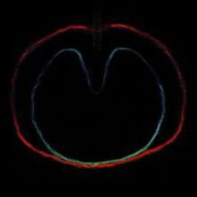 Wasp Star (Apple Venus, Pt. 2)