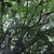 The Ancient Forest VI