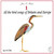 All The Bird Songs Of Britain & Europe CD1