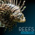Earth Tones: Reefs