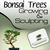 Bonsai Trees 101 - Growing and Sculpting