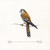 Happy Trails (American Kestrel Falco Sparverius)