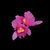 Orchid (Abbey Road Remaster)