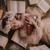 Dear Reader (EP)
