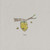 Honey (CDS)