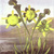English Commonflowers