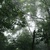 The Ancient Forest V